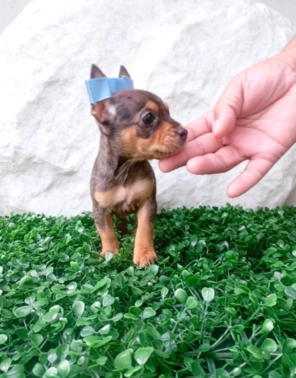 Pinscher 