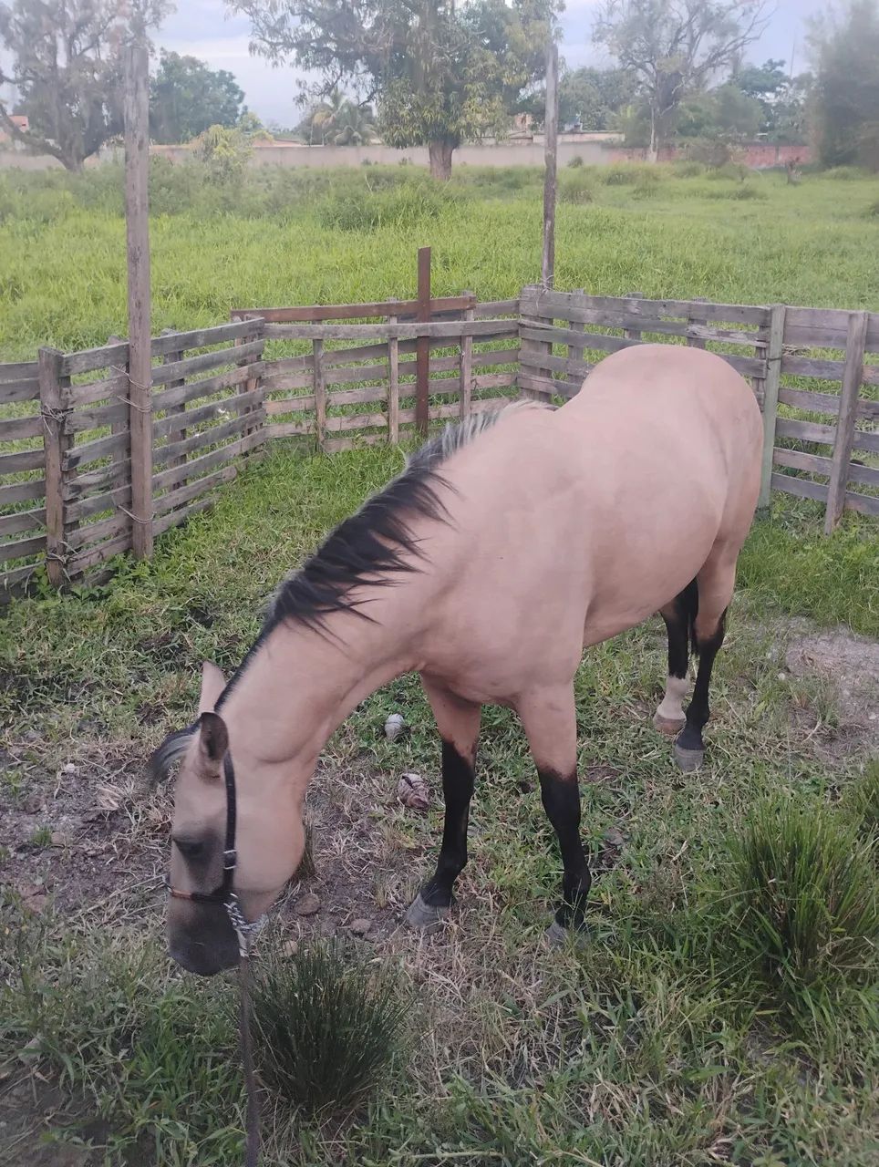 Vendo Cavalo  - Foto 3