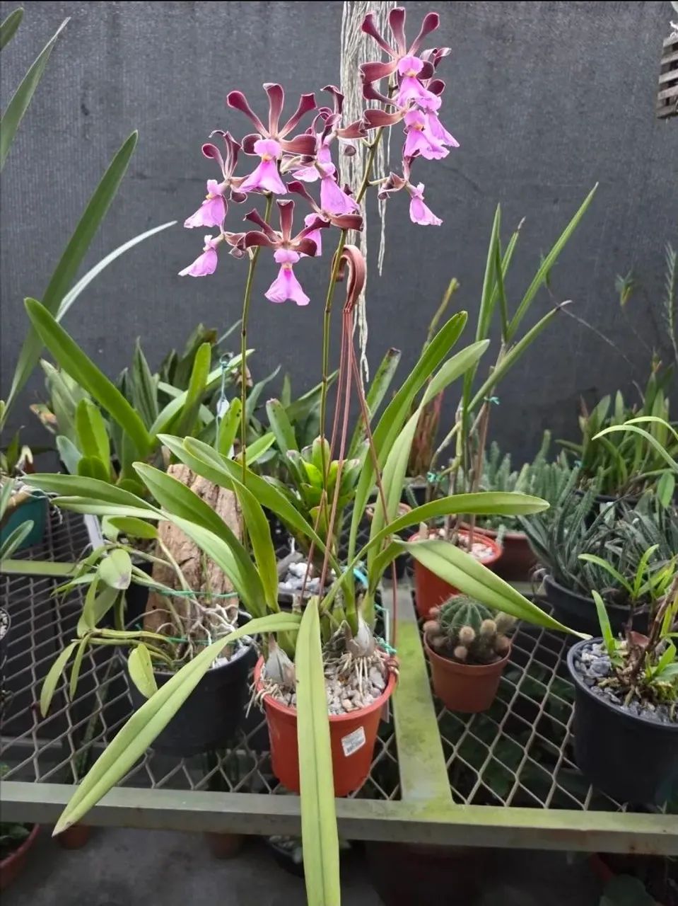 Encyclia cordigera  - Foto 3