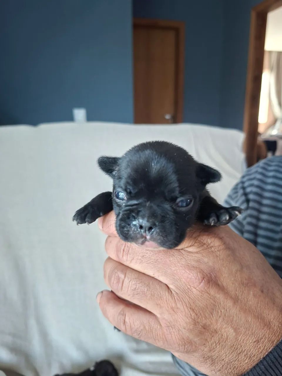 Filhote de bulldog francês  - Foto 3