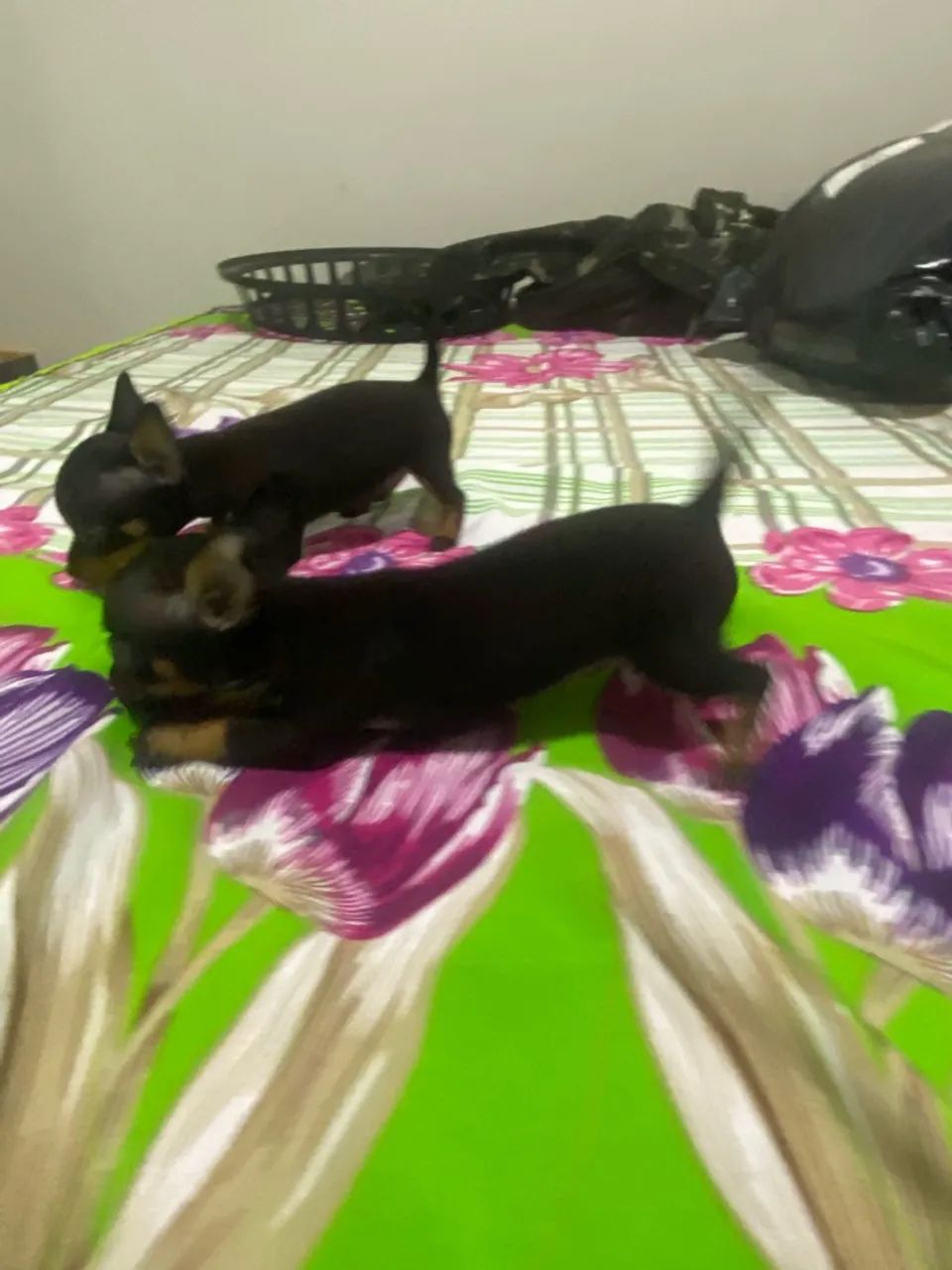 Pinscher zerinho - Foto 2