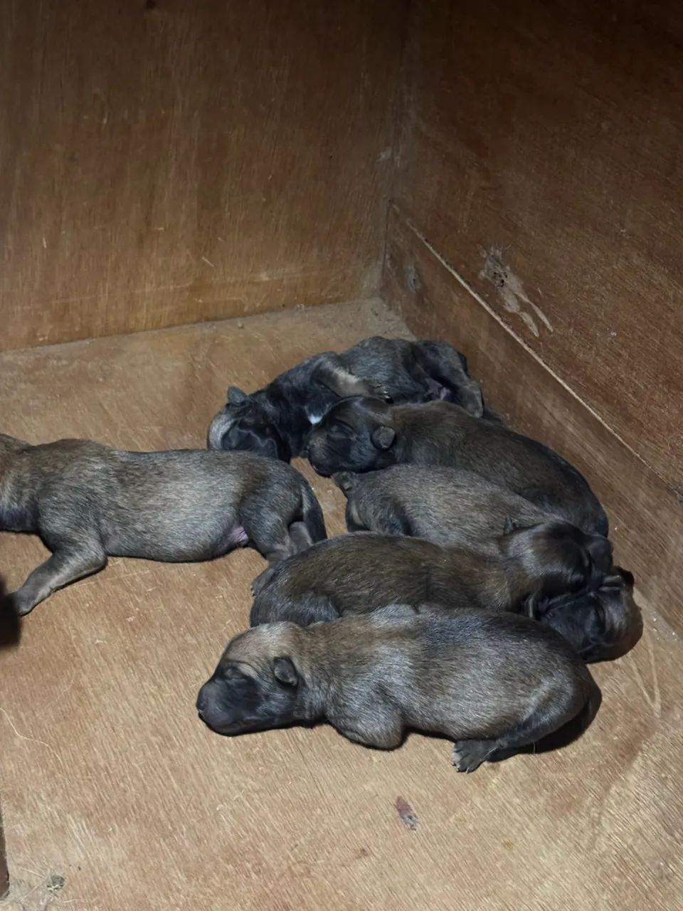 Pastor Malinois  - Foto 4