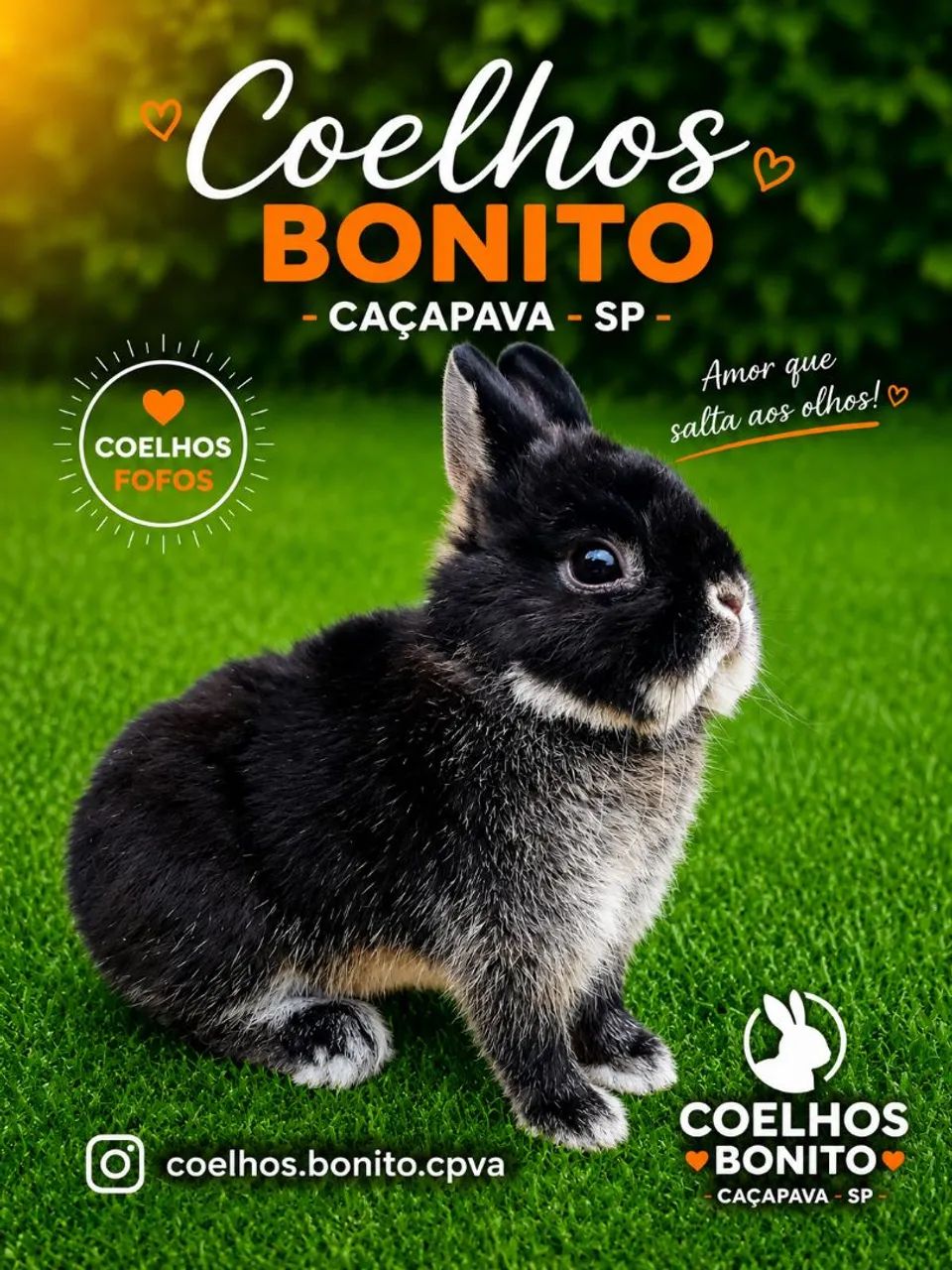 Coelho anão importado Raça netherland dwarf 