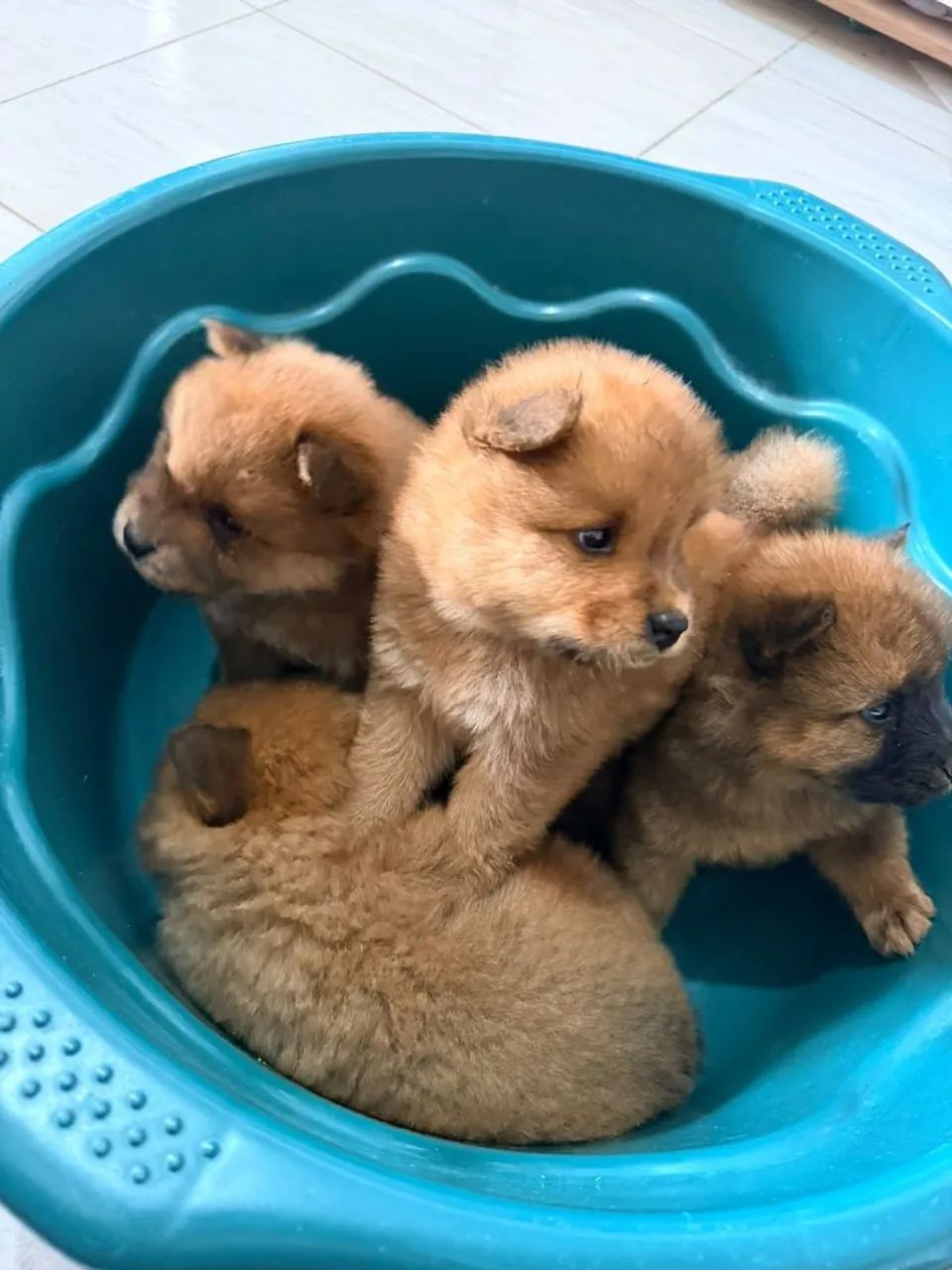 Filhotes de chow chow - Foto 4