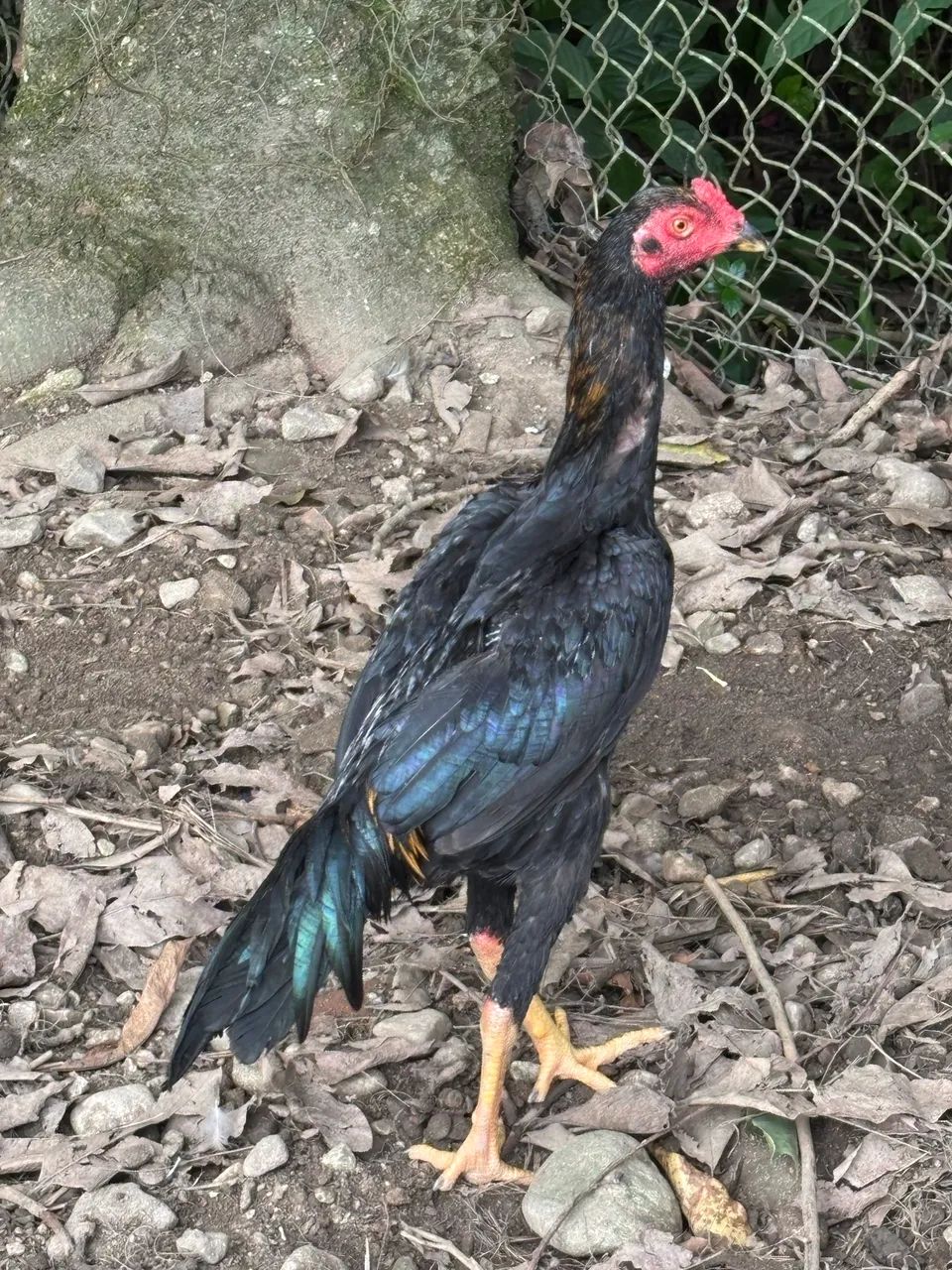 Frango índio  - Foto 3