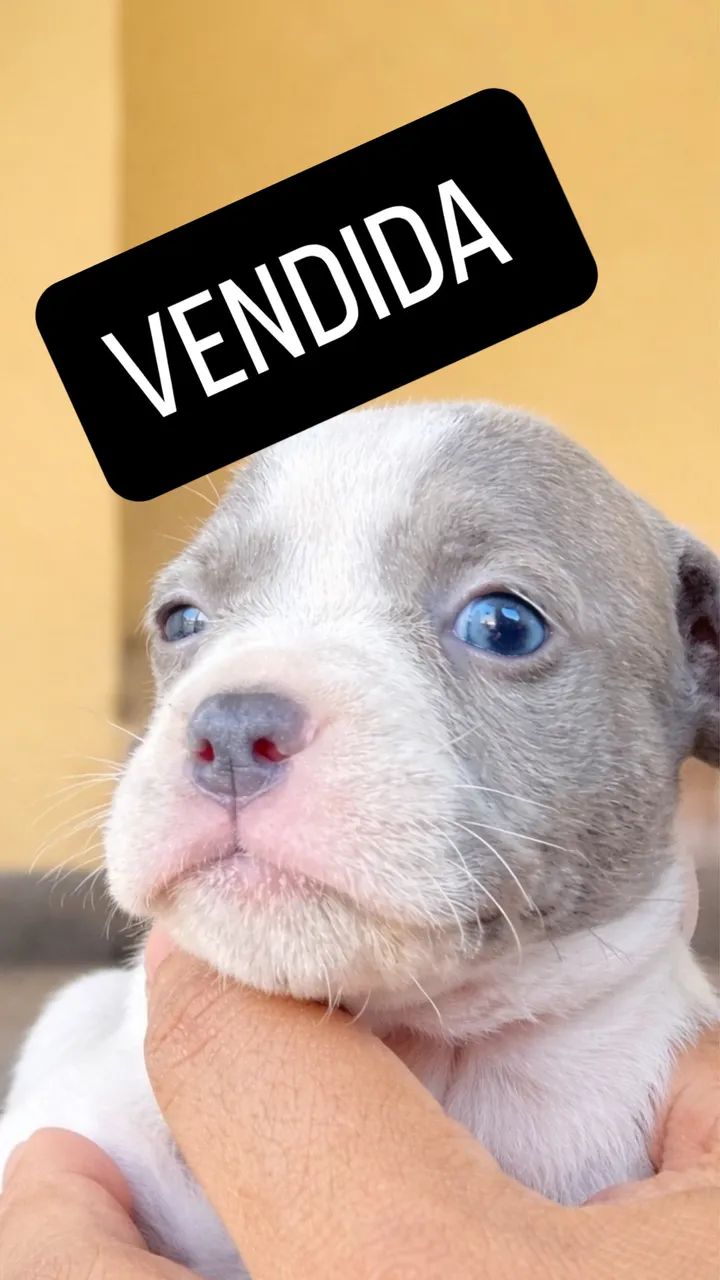 Filhotes American Bully Micro/Pocket