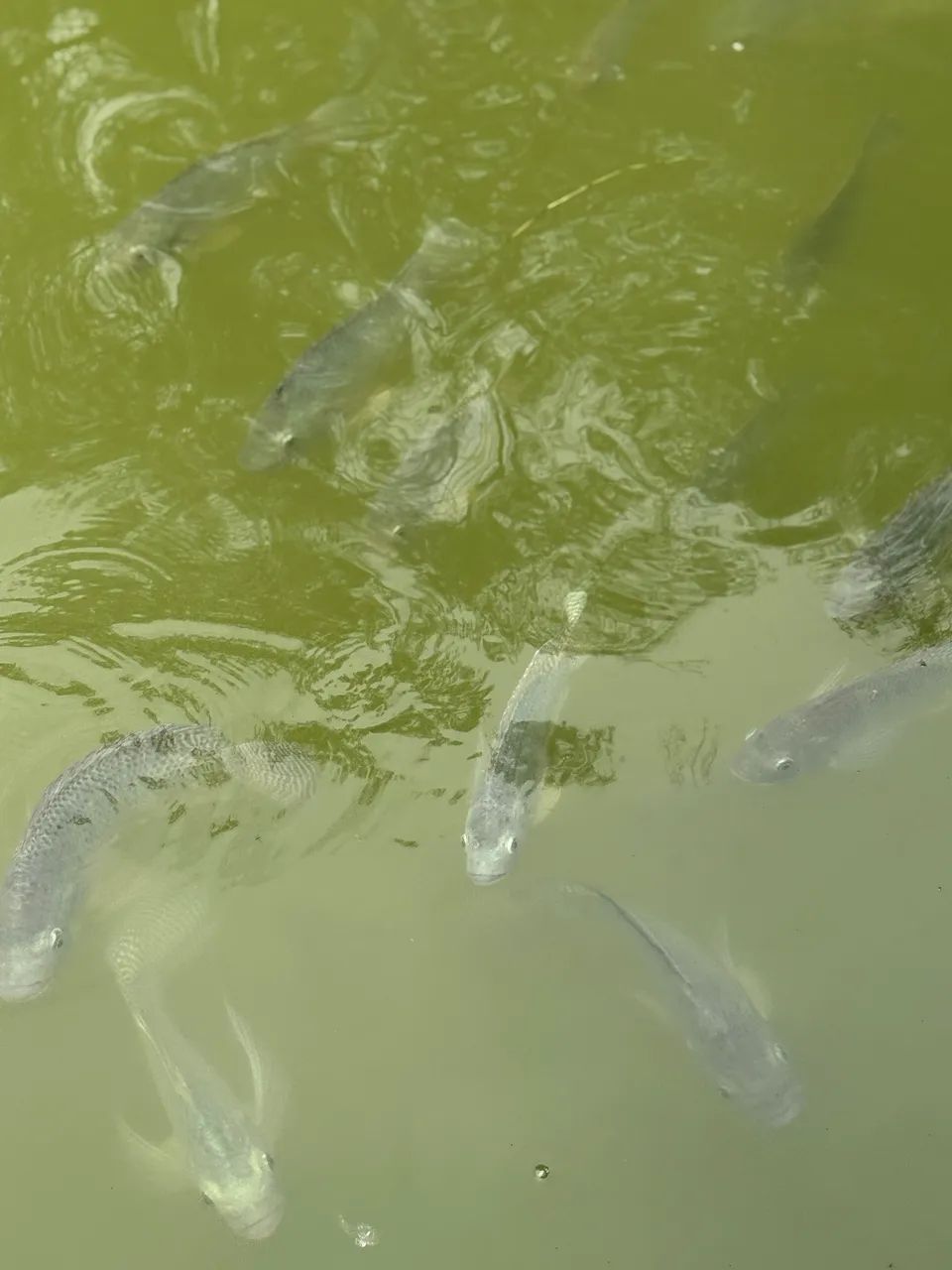 Faxinão, limpeza pesada.