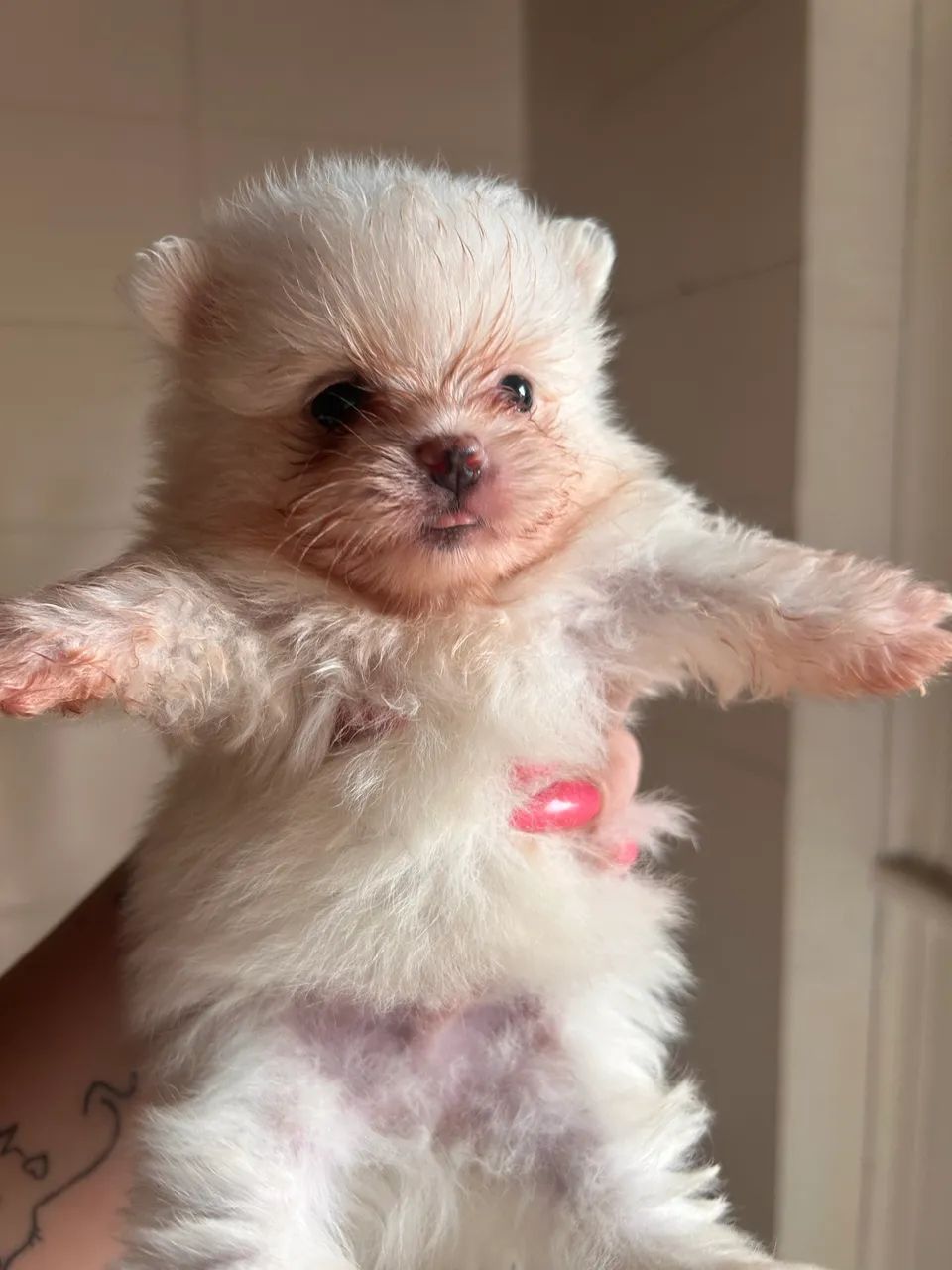 Animais de estimação  - Foto 4