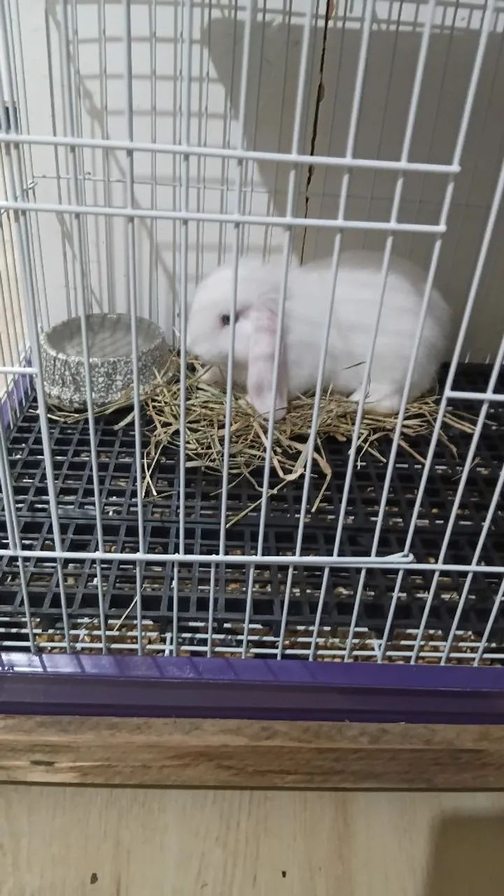 Coelha mini lop 7 meses  - Foto 2