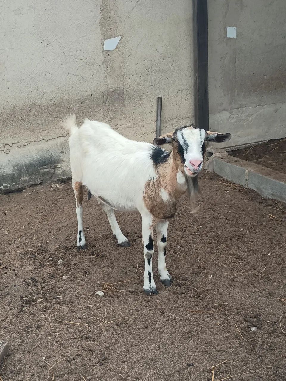 Cabras - Foto 2
