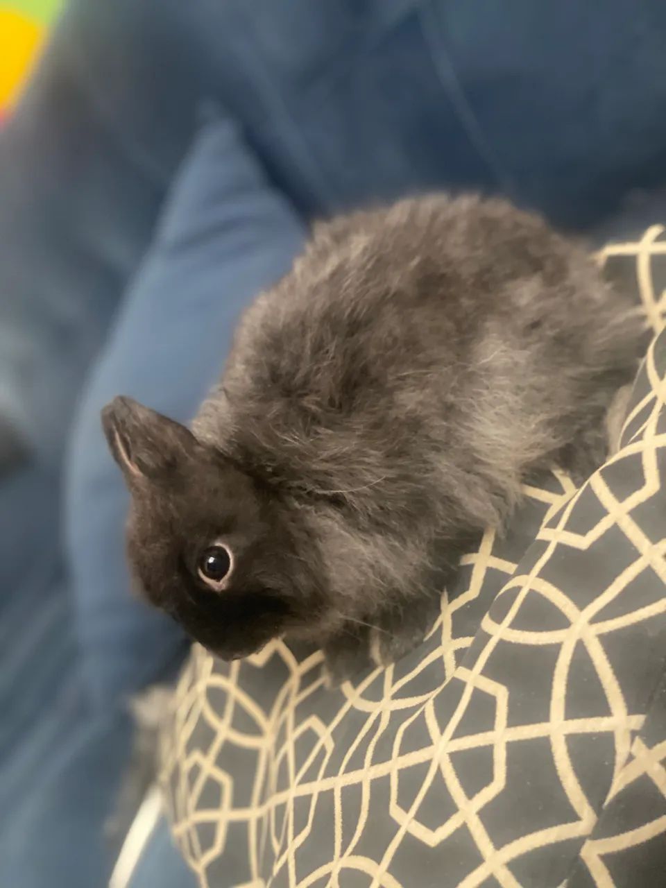 Netherland siamês sable  - Foto 2