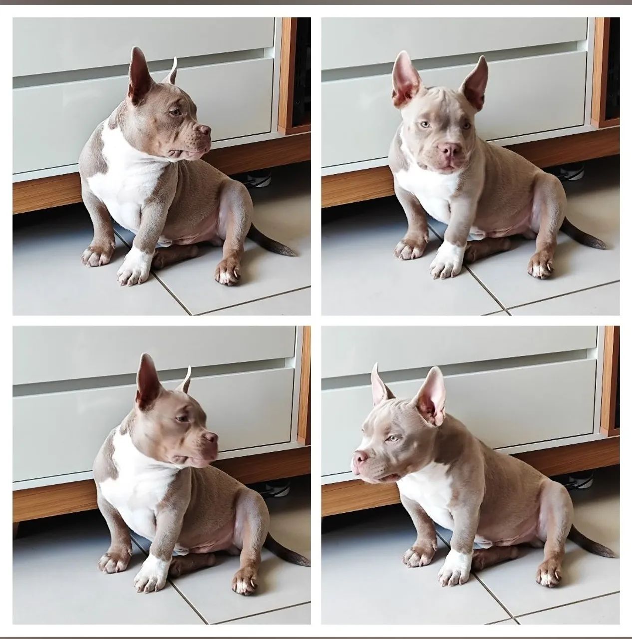 American Bully Micro 