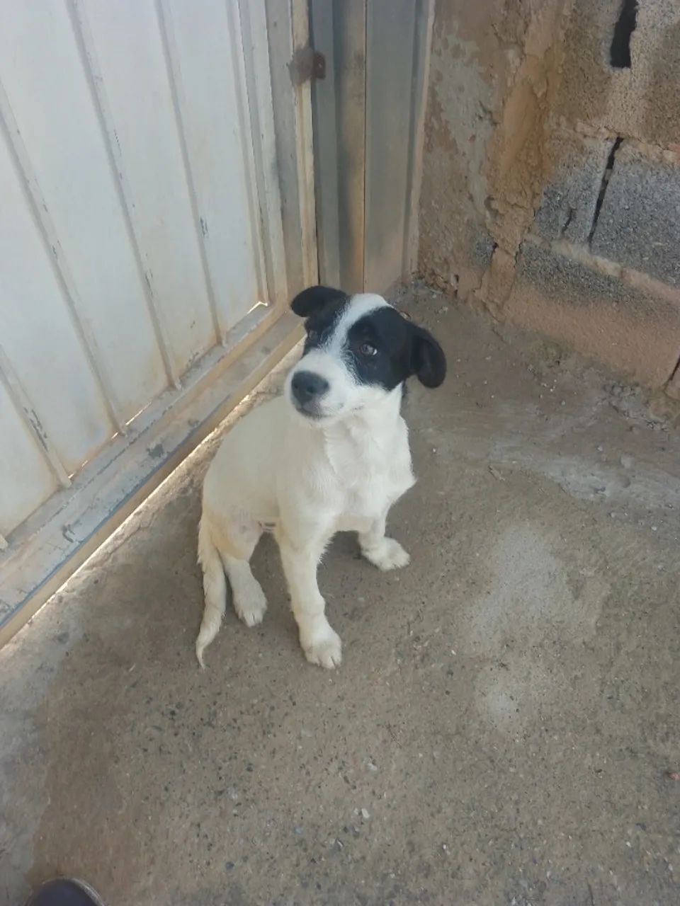 Cachorro filhote macho doação  - Foto 2