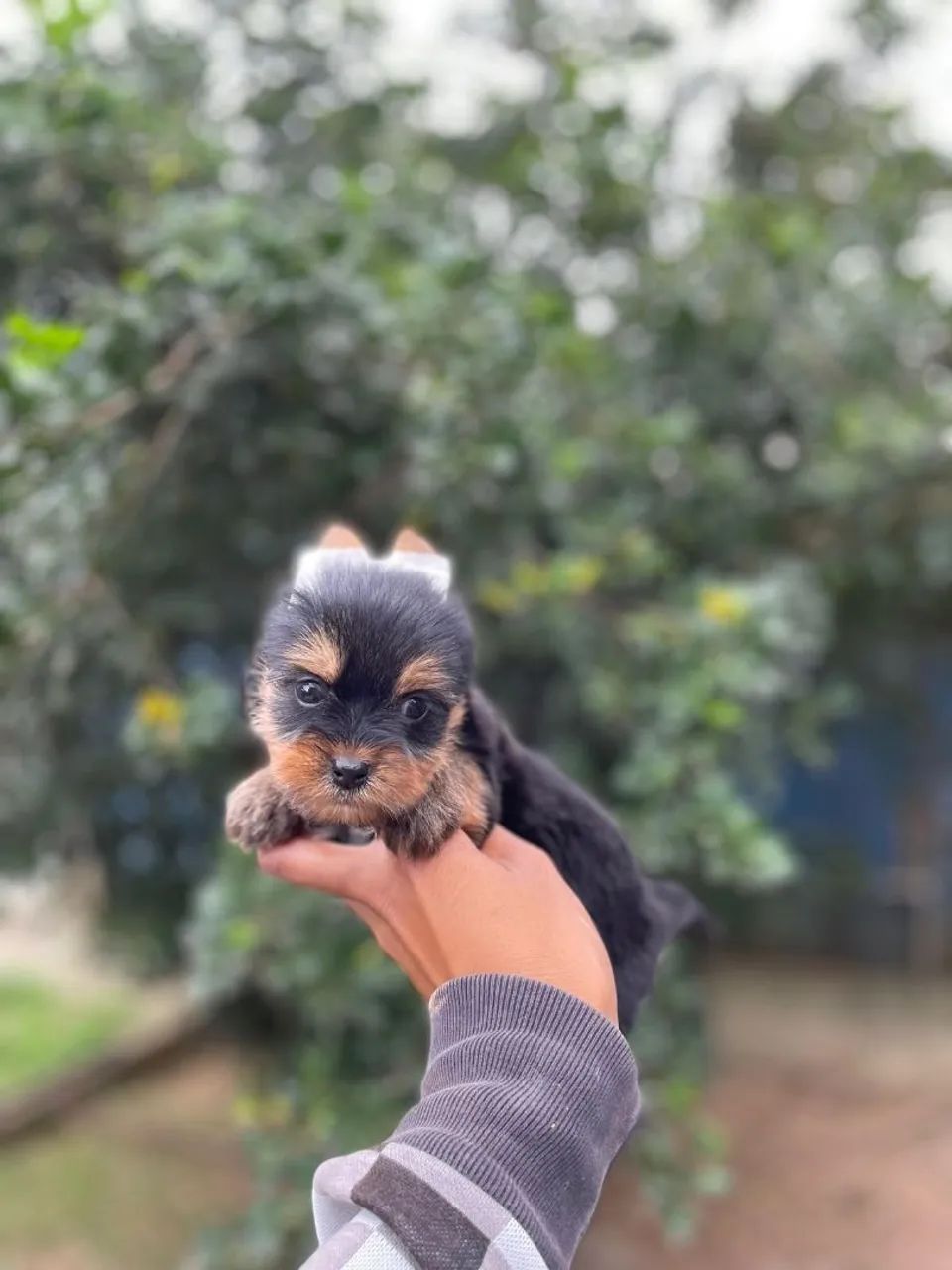 Macho de Yorkshire terrier micro  - Foto 4