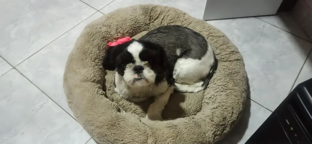 Cachorro - Foto 3
