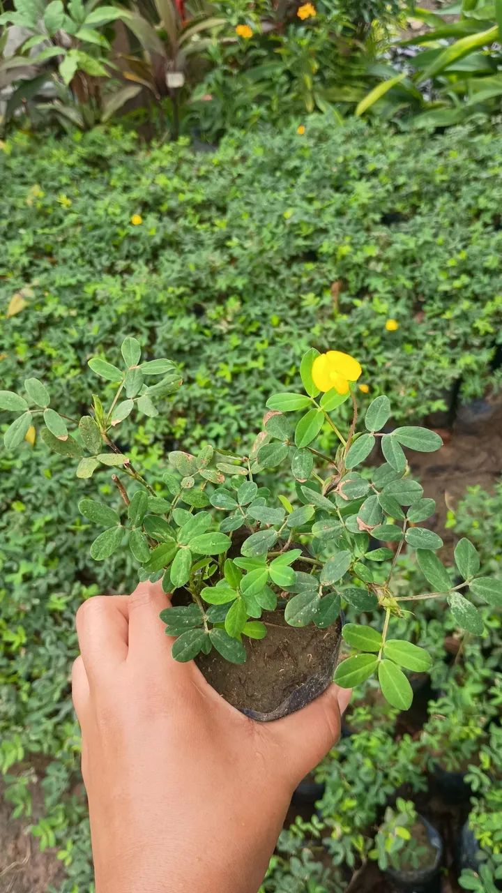 Mudas de jardim - Foto 5