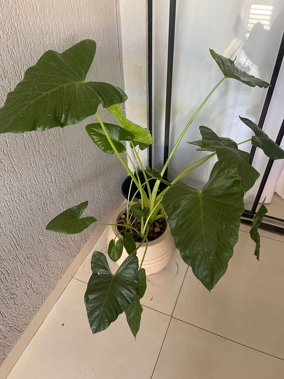 Vaso com planta  - Foto 2