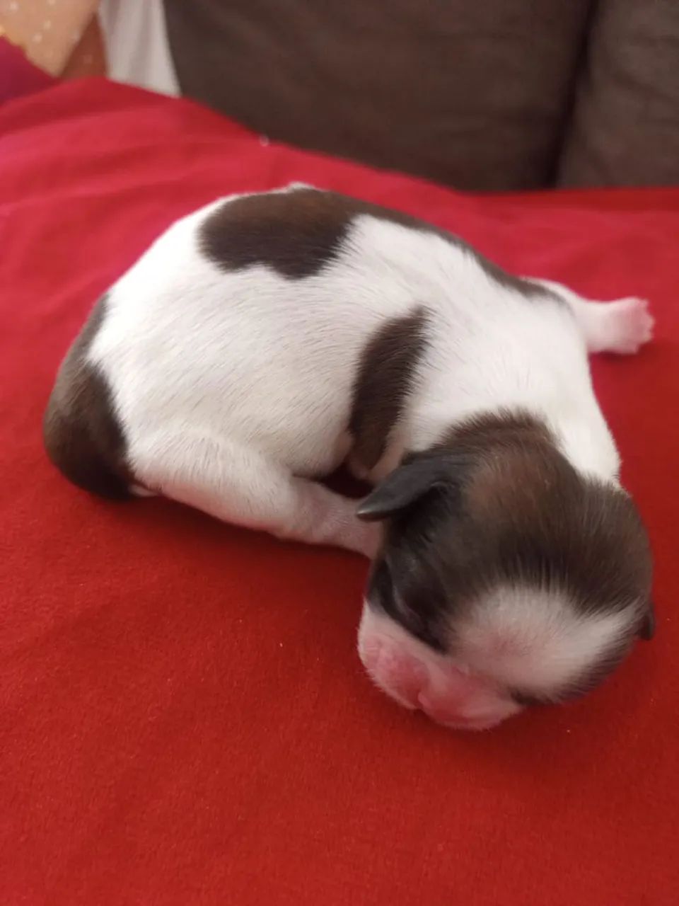 Shitzu filhotes para reservar, Nascidos 20/01/2026 - Foto 6