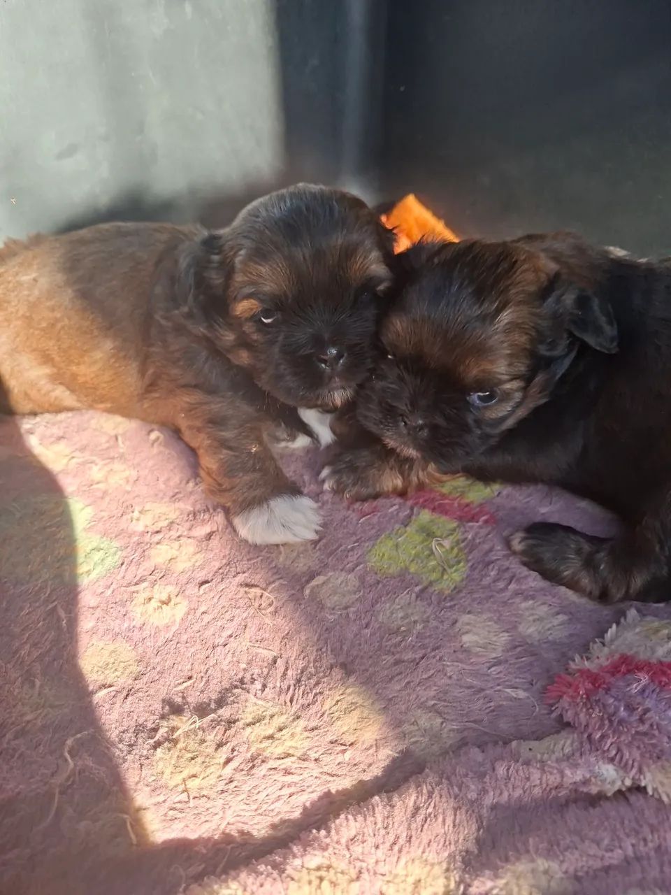 Shitzu  - Foto 3
