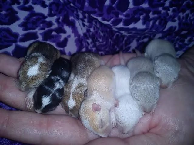 Vendo Gerbil ( Esquilo da Mongólia)