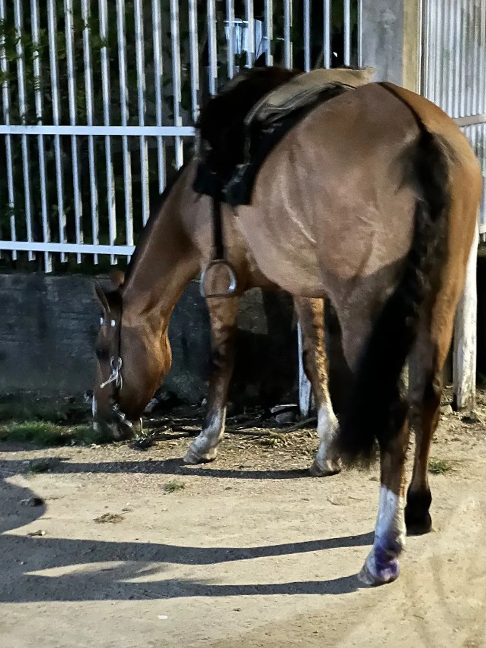 Cavalo Criolo - Foto 5