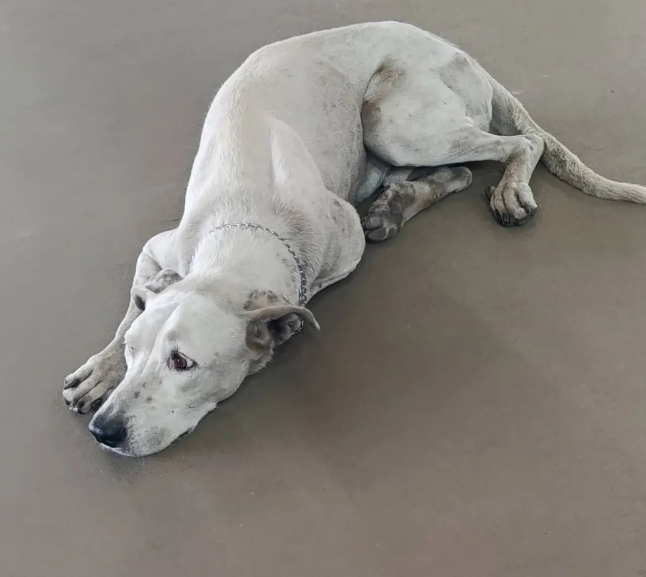 Adote esse lindo cachorro.  - Foto 2