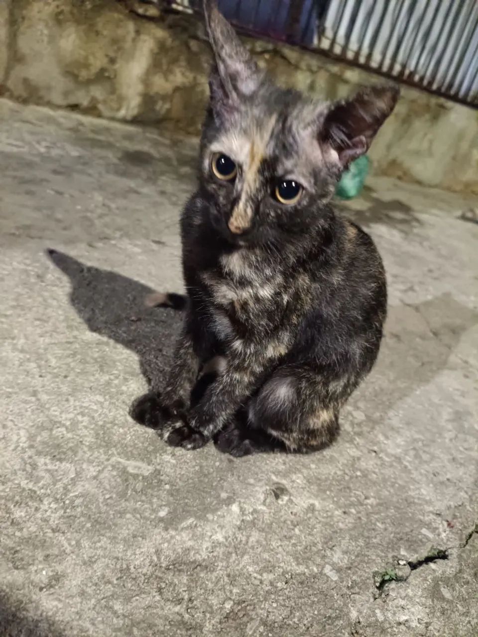 filhotes de gato - Foto 2