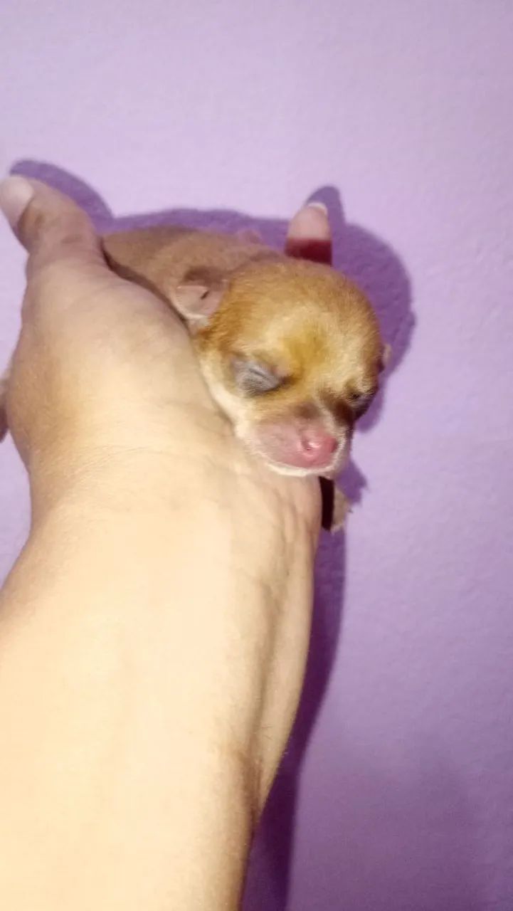 Vende se pinscher 