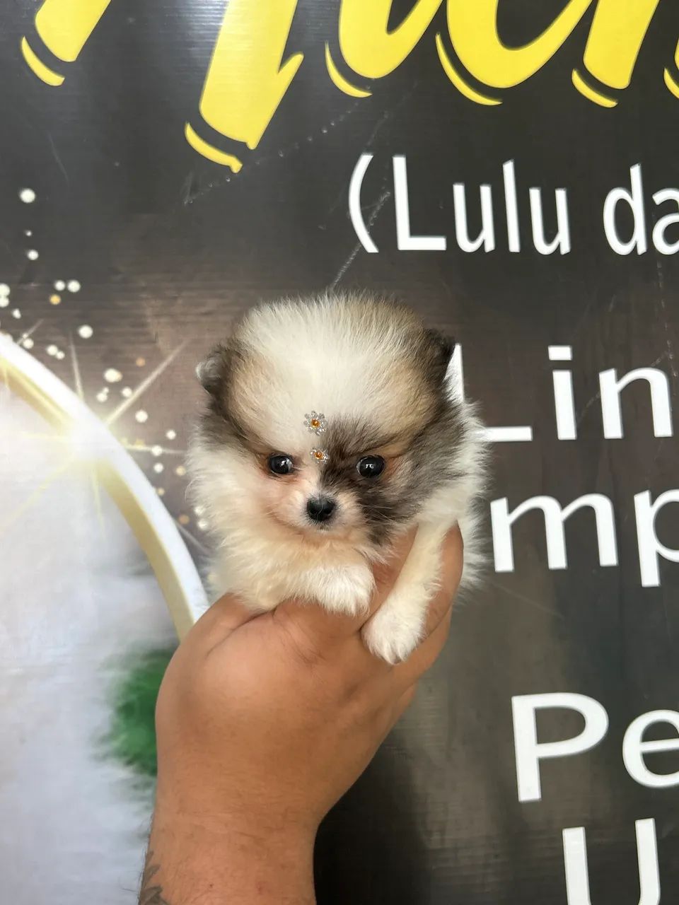 SPITZ ALEMÃO ANÃO 
