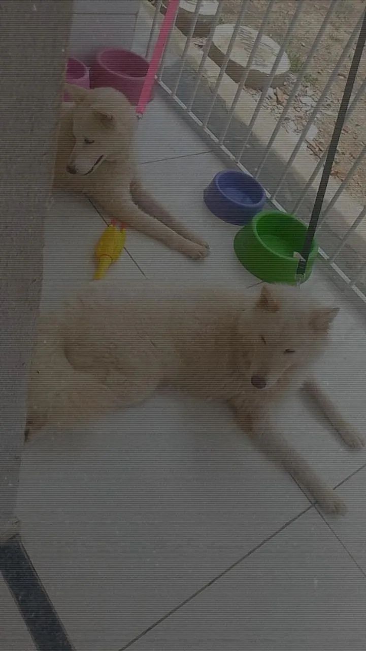 Pets - Foto 3