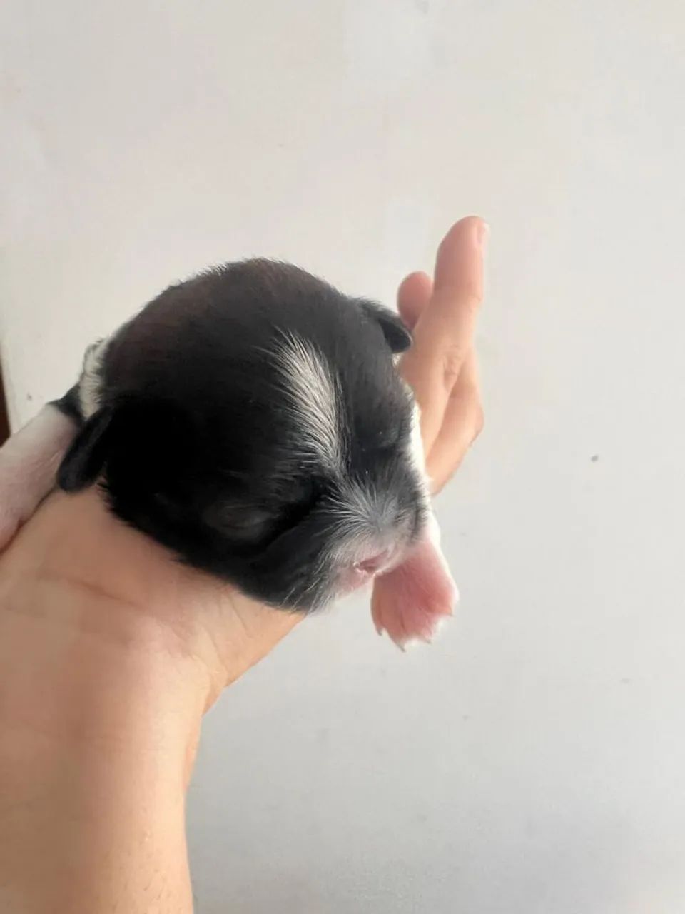 Shitzu  - Foto 3