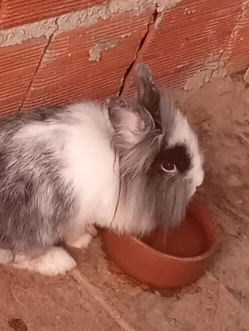 Doação de coelha  - Foto 3