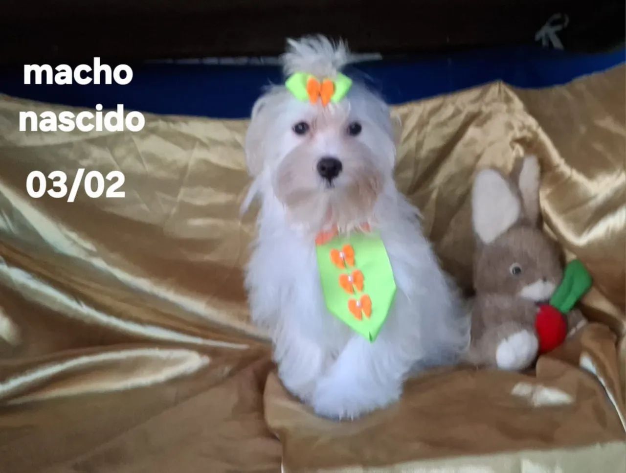 Maltês macho e fêmea  - Foto 2