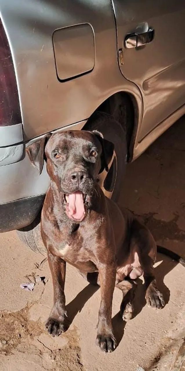 Doação de Labrador  - Foto 3