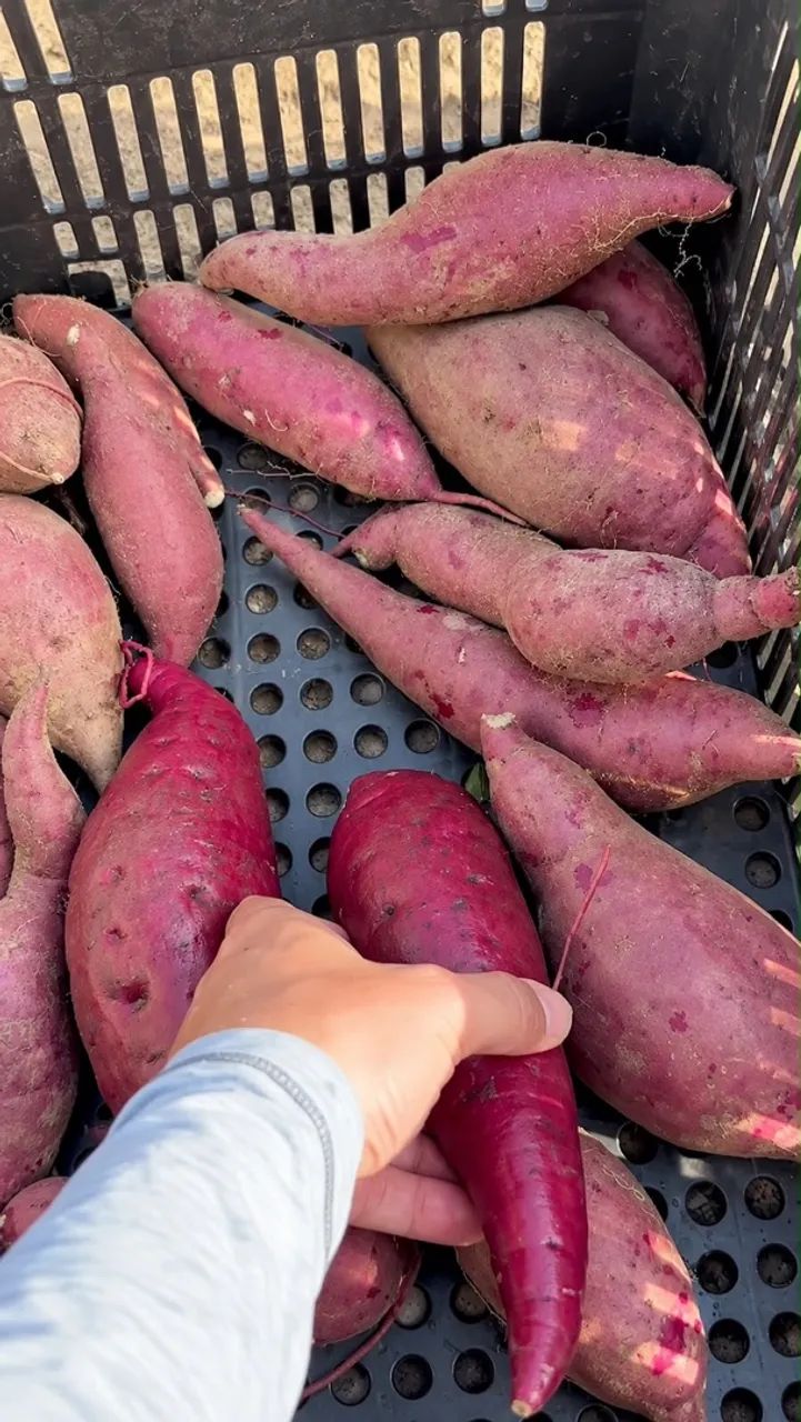 Batata doce direto do roçado - Foto 3