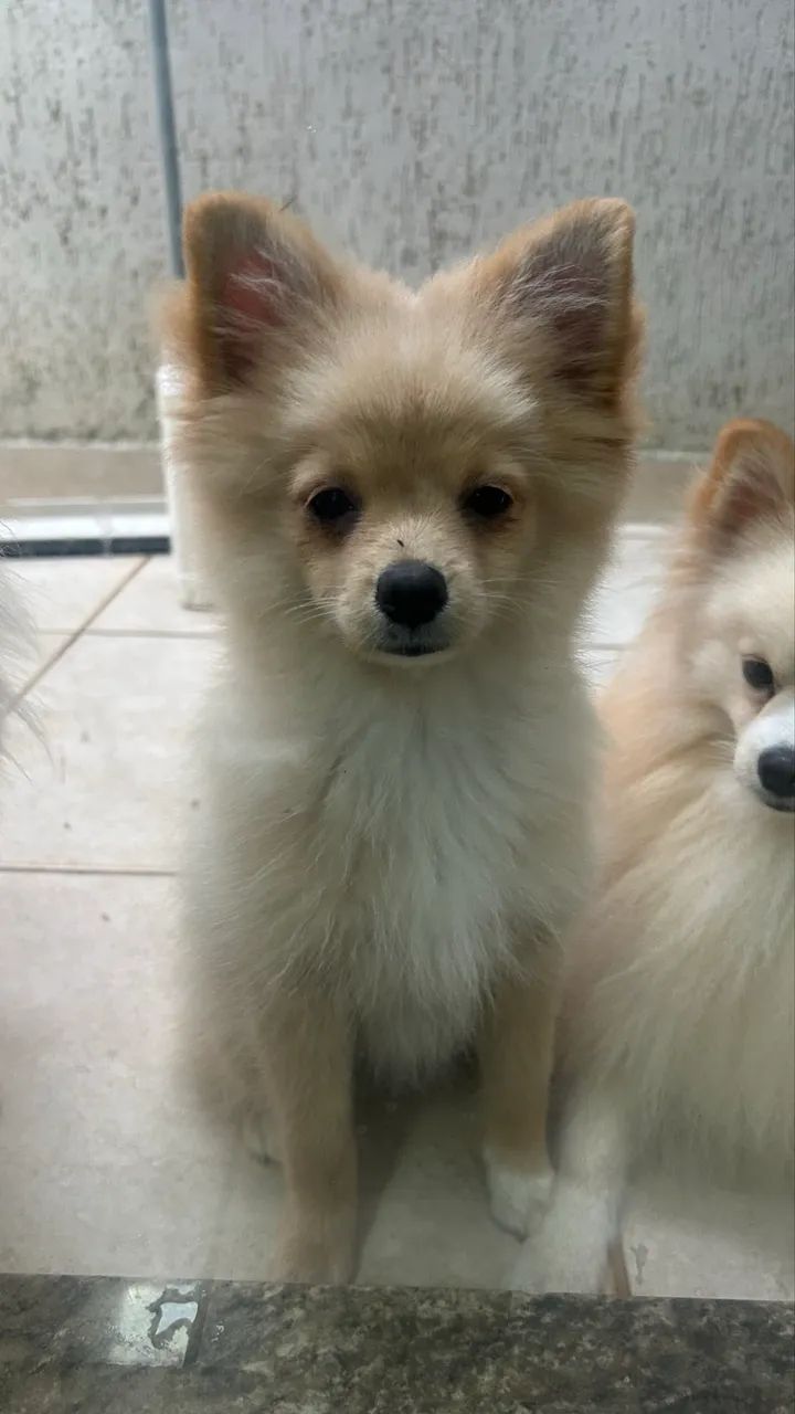 Vende-se Cachorra Fêmea - Lulu da Pomerânia (Spitz Alemão) - Foto 3