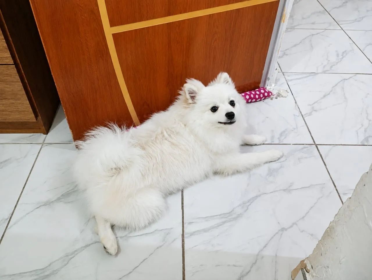 Cachorro  - Foto 3