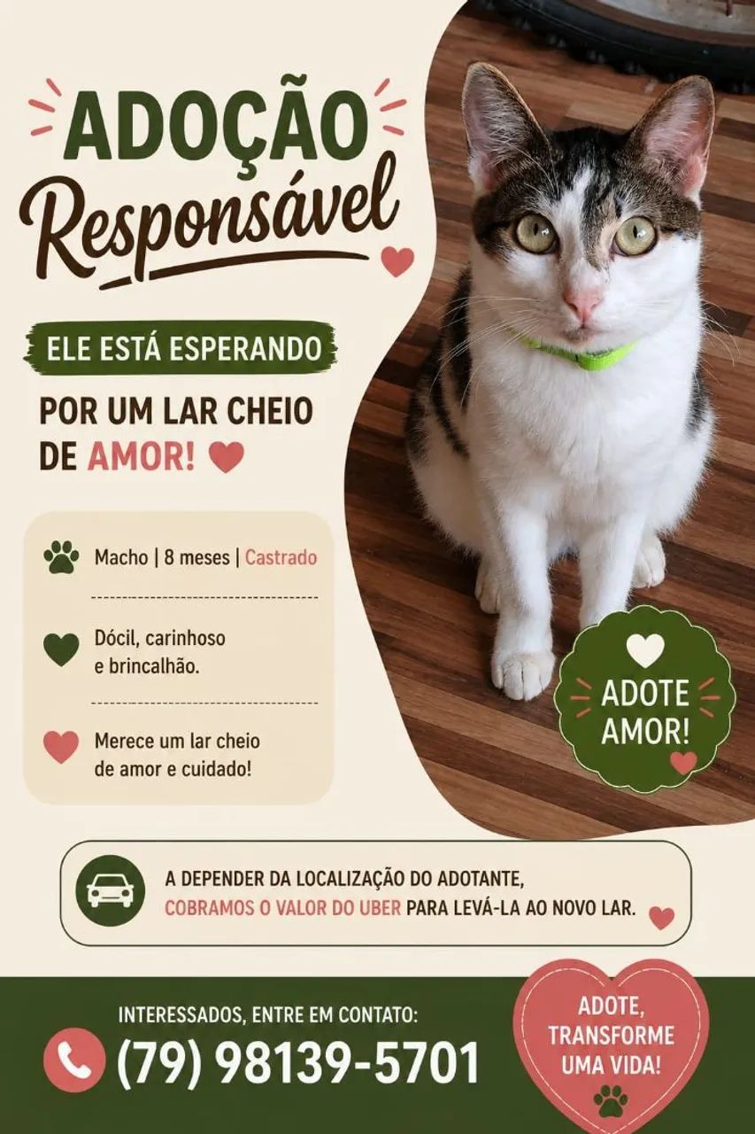 Gato macho para adoção 