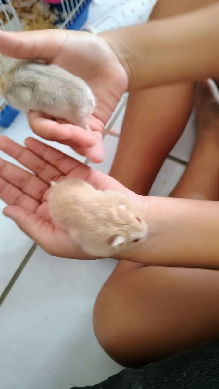 Hamster russo anão 