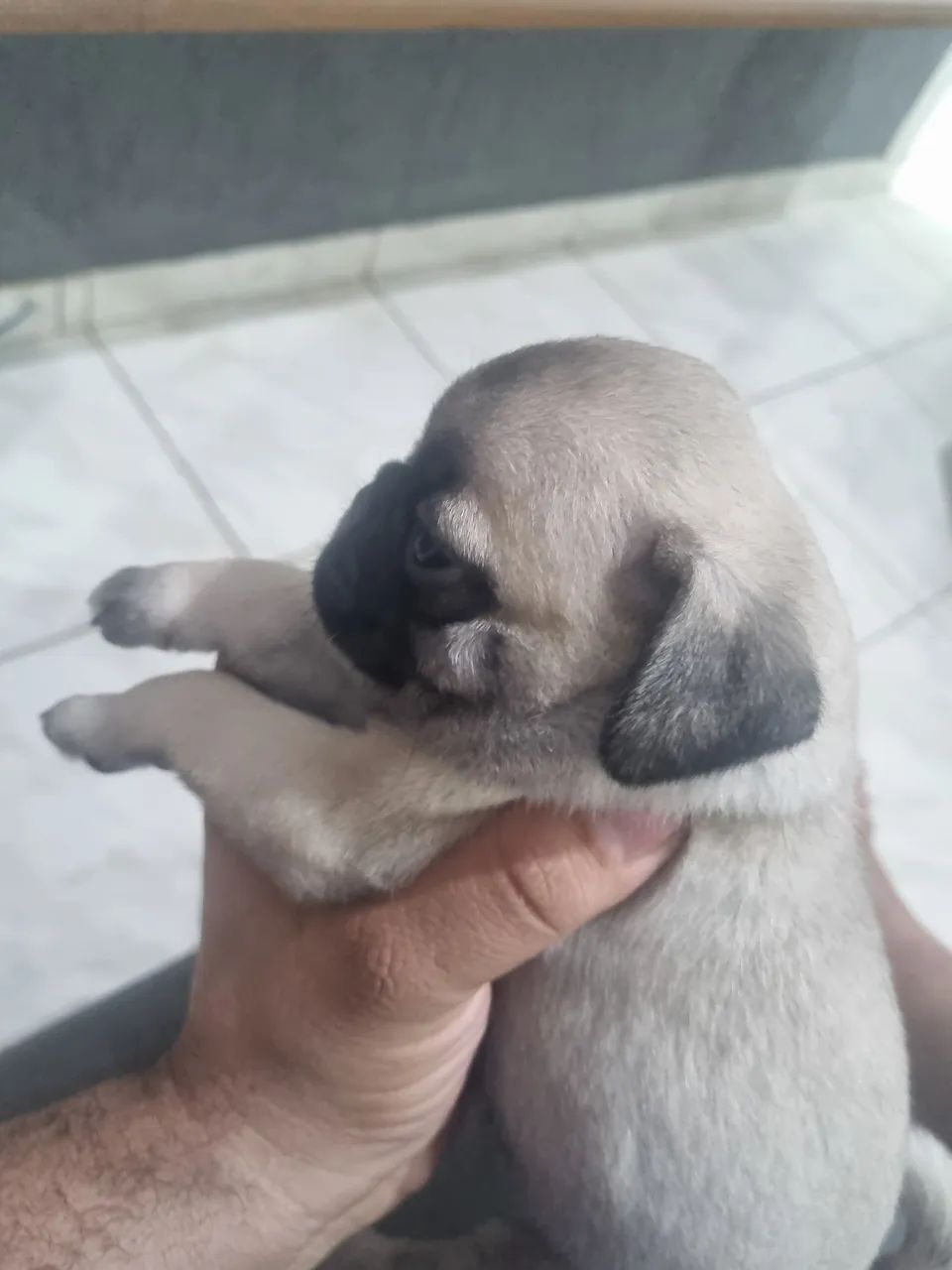 Pug  - Foto 2