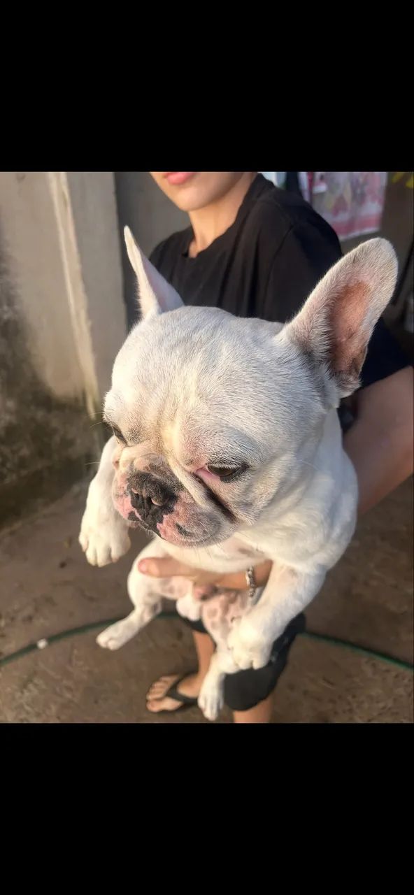 Cachorro  - Foto 5