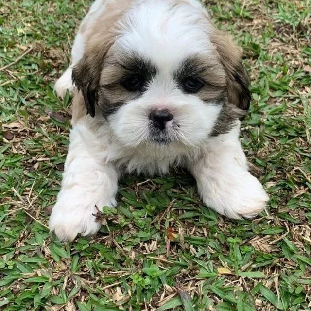 shih tzu: não perca a chance de ter esse companheiro incrível - Foto 3