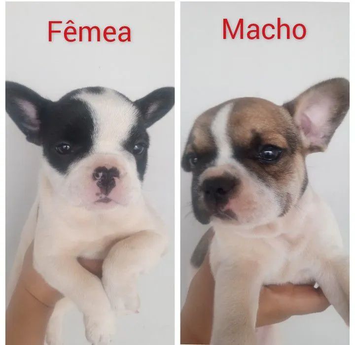 Bulldog Francês 