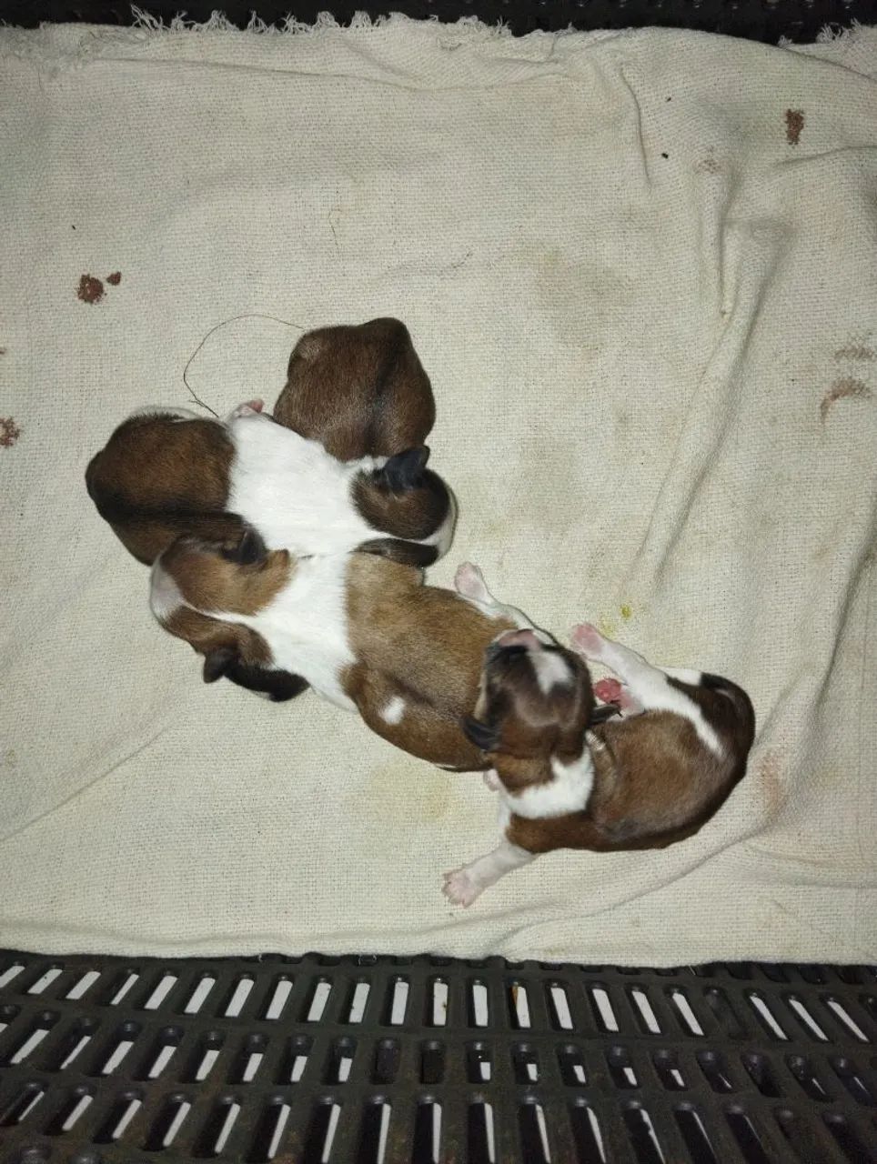 Filhotes de Shitzu Para reserva 