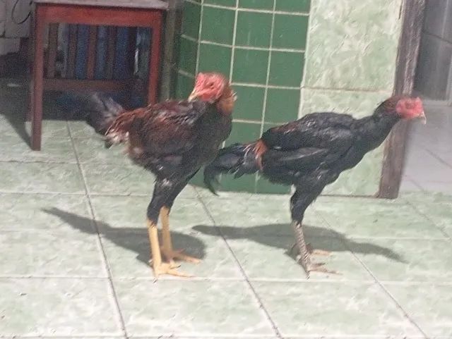 Vendo esses 2 Frangos  