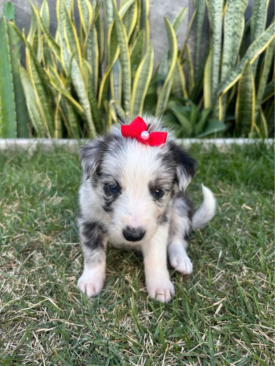 Cachorro bordei collie  - Foto 4