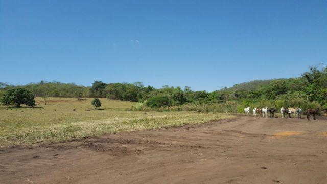 Fazenda com 20 alqueires no município de Inhumas. Excelente - Foto 5
