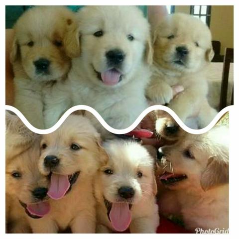 Filhotes de Golden vacinados Pedigree cartão 5x
