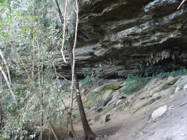 Alfredo Wagner , Serra Catarinense 8,0 hectares - Foto 3