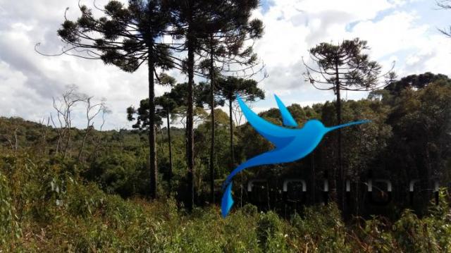 Linda área para lazer ou preservação em agudos do sul - pr - Foto 5